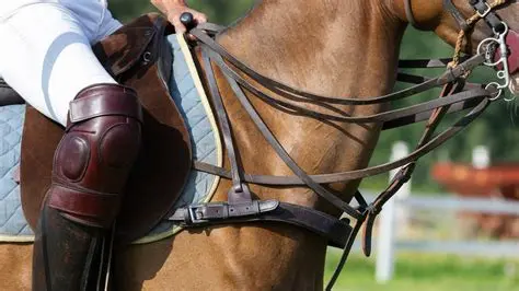 horse riding montreal