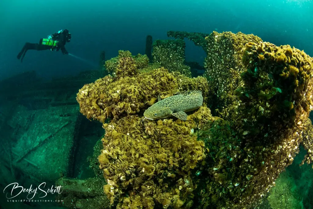 scuba diving new orleans